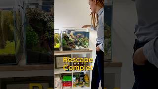 Rescape complet aquarium aquascape aquascaping fishtank fish fishkeeping [upl. by Grosvenor]