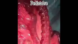 Peristalse ou Peristaltismo intestinal  SHORTS [upl. by Aicenod]