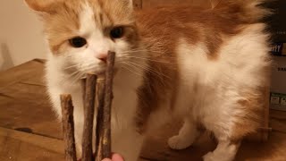 Catnip Matatabi Chew Sticks For Cats [upl. by Ramoj]