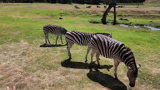 Werribee Open Range Zoo [upl. by Ileak]