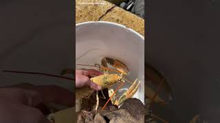 Golden wonder  1in30 million yellow lobster saved from the cooking pot [upl. by Kano]