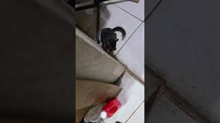 Jenny The Cat  Hide and seek cat blackcat cutecat trendingshorts highlights pets housecats [upl. by Sayed]