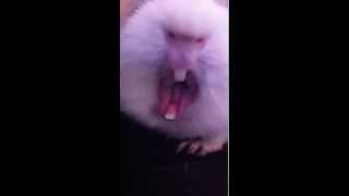 Guinea pig yawning [upl. by Sidell29]