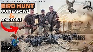 Ultimate HUNTING experience in South Africas bushveld Guineafowl and Spurfowl [upl. by Franny]