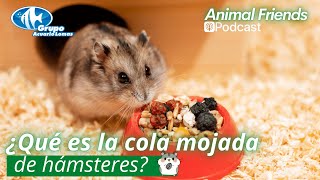 Animal Friends Podcast  quot¿Qué es la cola mojada de hámsteresquot [upl. by Aiciled]