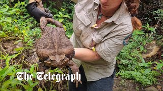 Toadzilla Cane toad that weighs 6lb discovered in Australia [upl. by Pence751]