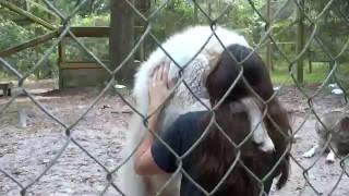 Intense Wolf Interaction from Big Oak Wolf Sanctuary [upl. by Samoht]