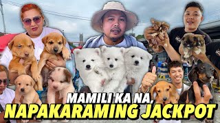 JACKPOT HALOS LAHAT  GROTTO PET MARKET UPDATE  OCTOBER 27 2024 [upl. by Arretak]