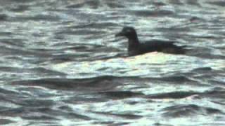 Longtailed Duck 1st winter drake  Waterhead Cumbria [upl. by Manson954]