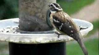 Rosebreasted Grosbeak at Feeder [upl. by Ayikan]