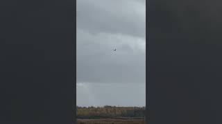 Marsh Harrier Flying Above Field  RSPB St Aidan’s birds avian nature [upl. by Eelamme283]