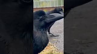 Hooded crow Common raven New Caledonian crow Carrion crow [upl. by Nennek]