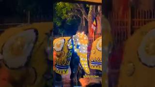 The Kandy esala perahera2024 🥰 kandyperahera kandy tusker [upl. by Northey835]