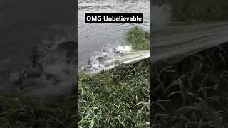 OMG unbelievable fishinglife fishtank fisherman fishvideo river aquarium catfish fish craft [upl. by Valerye]