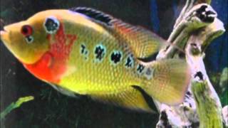 Beautiful Trimac Cichlid vs Flowerhorn [upl. by Alrad]