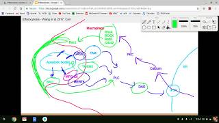 Efferocytosis Lecture [upl. by Nnylyrehc]