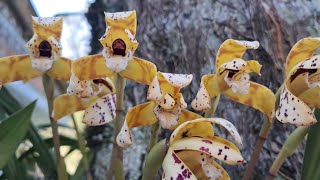 Maxillaria picta orquídea nativa da mata atlântica [upl. by Amarillas]