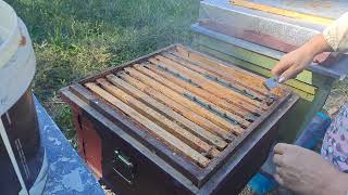 Albine site de propolis  control familii 27092024 [upl. by Golub]