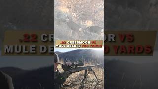 22 Creedmoor VS Mule Deer  750 Yard KILL SHOT Hornady 80 GR ELDX [upl. by Keare912]