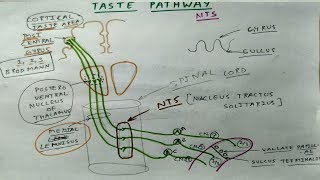 Taste Pathway [upl. by Rube483]