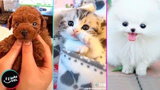 Videos Chistosos y Adorables de Animales [upl. by Aletsirc347]