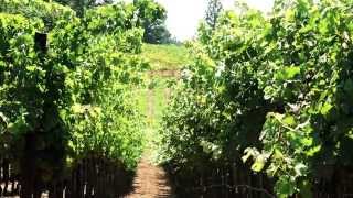 DRY FARMING SmithMadrone Winery [upl. by Nowad]