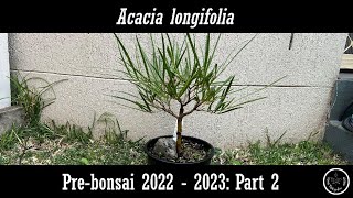 Acacia longifolia Prebonsai 2022  2023 Part 2 [upl. by Jurgen]