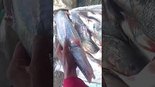 singhara fish recipes bengali style fishing fish fishingvideo shortvideo bigfish shortsvideo [upl. by Wiggins]