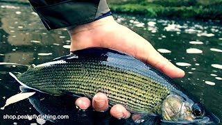 Fly Fishing For Grayling With A Team Of 3 Czech Nymphs [upl. by Breech]