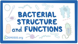 Bacterial Structure and Functions [upl. by Donela]