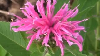 Bee Balm Monarda From Spring To Summer [upl. by Annahsar]