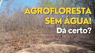 Agrofloresta sem água [upl. by Goldie]