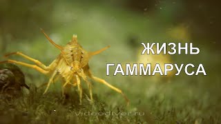 GAMMARUS LIFE ЖИЗНЬ ГАММАРУСА [upl. by Eihcra239]