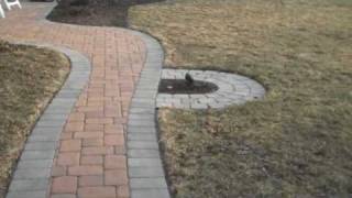 Paver Walkway  Landscaping Ideas Doylestown PA [upl. by Yerrok224]