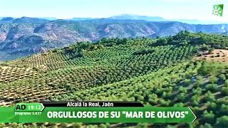 Orgullosos de su Mar de Olivos Jaén [upl. by Rhianon979]