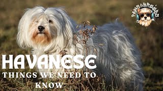 10 Reasons Why Havanese Dogs Make the Best Pets [upl. by Leahcin]