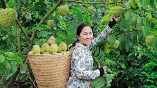 Harvest Annona Squamosa Garden Goes to the Market Sell  Emmas Daily Life [upl. by Ahseken]