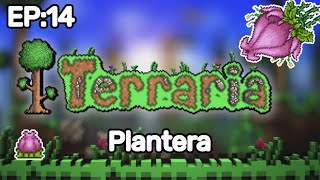 Easiest Plantera Method in Terraria  Terraria classic mode playthrough [upl. by Burnie]