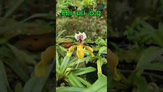 Paphiopedilum gratrixianum lanrung hoalandep vuonlantinhhuong [upl. by Acissaj]