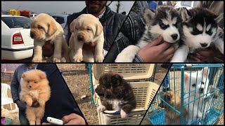 Wholesale Dog Market At Ludhiana Dog Show 27 January 2019 [upl. by Nine163]