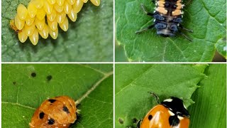 Life Cycle of a Ladybug [upl. by Onailime780]