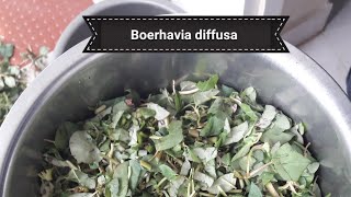 boerhavia diffusa recipe thazhuthama keerai [upl. by Slayton927]