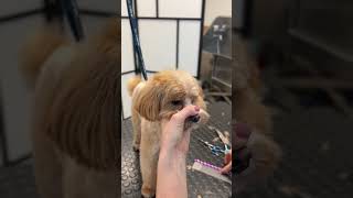 Lets groom a Maltipoo pup [upl. by Ernald]