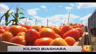 Kilimo biashara  Siri ya kilimo cha nyanya [upl. by Ferree]