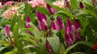 Celosia offers color and variety for summer gardens [upl. by Inigo]