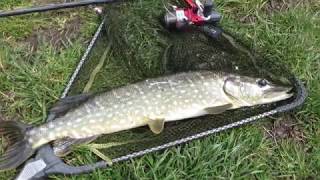 City Fishing in Dublin on River Dodder and Grand Canal Catching a Pike [upl. by Jobe906]