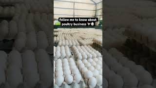 birds poultry poultryfarming chicken egg trending chicken poultrylife shorts [upl. by Guidotti90]