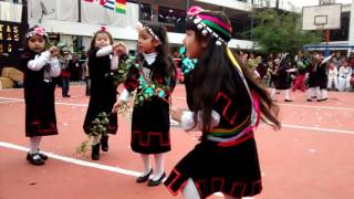 Baile mapuche [upl. by Ibocaj]