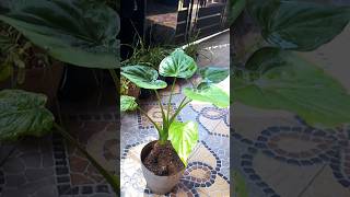 Alocasia cuculataalocasia foliageplants gardening [upl. by Maleki616]