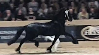 Menne 496 stallion inspection 2019 Friesian horse [upl. by Ainoz]